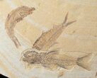 Large x Fossil Fish Plate - Wyoming #15580-1